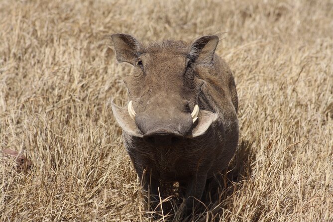 5-Day private Camping Safari Tour in Tanzania - Arriving in Arusha: Where the Safari Really Starts