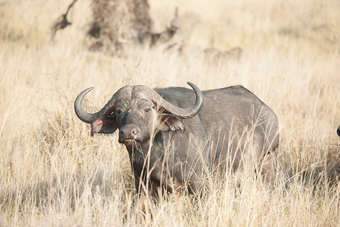 5-Day private Camping Safari Tour in Tanzania - Day 4 Serengeti to Ngorongoro: Early Drive, Then the Crater Run