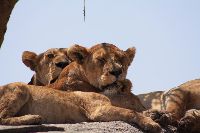 5-Day private Camping Safari Tour in Tanzania - Day 5 Ngorongoro: The Descent, Lake Magadi, and Predator Watching