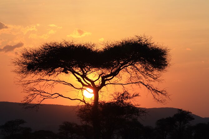 5-Day private Camping Safari Tour in Tanzania - Guides: The Difference Between Seeing Animals and Understanding Them