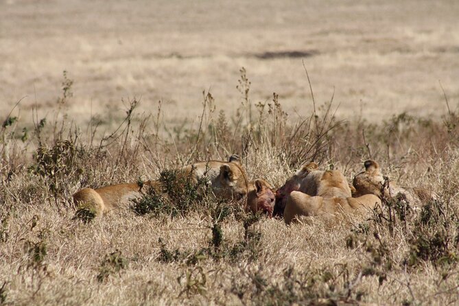 5-Day private Camping Safari Tour in Tanzania - Price and Value for a Private 4x4 Camping Safari