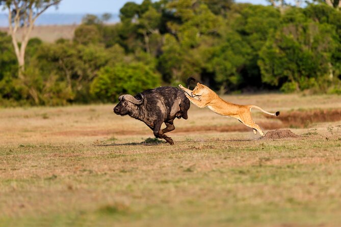 5-Day Private Camping Tour to Serengeti, Ngorongoro & Tarangire - Ngorongoro Conservation Area and the change from Serengeti rhythm