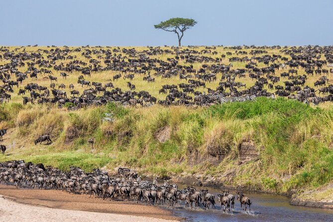 5-Day Private Camping Tour to Serengeti, Ngorongoro & Tarangire - The crater descent: 600 meters, black rhino chances, and last-light photos