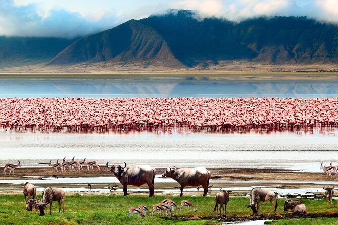 5 Day Private Guided Wildebeest Migration Tour - Timing, Driving Hours, and What Comfort Looks Like