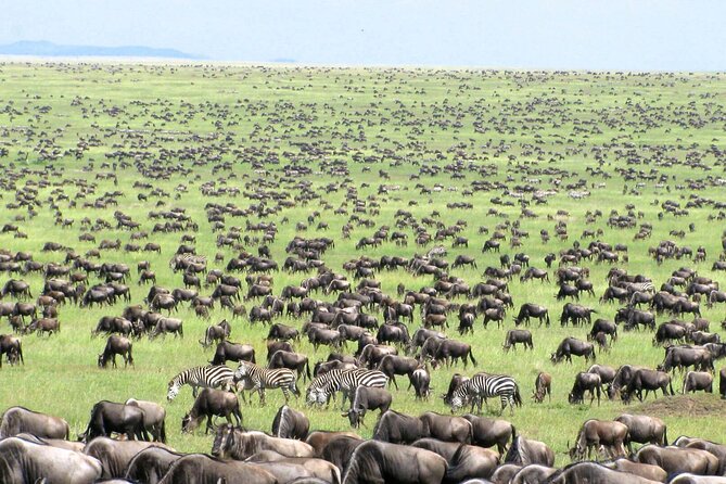 5 Day Private Guided Wildebeest Migration Tour - Who This Safari Fits Best