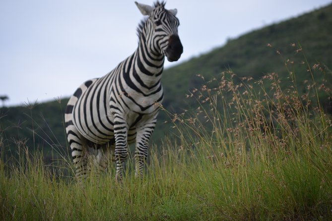 5 Day Private Lodge & Camping Tour of Tarangire, Serengeti & Ngorongoro Crater - Why this safari route works so well from Arusha