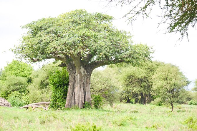 5 Day Private Lodge & Camping Tour of Tarangire, Serengeti & Ngorongoro Crater - Day 2 Serengeti National Park, big plains and that classic safari feeling