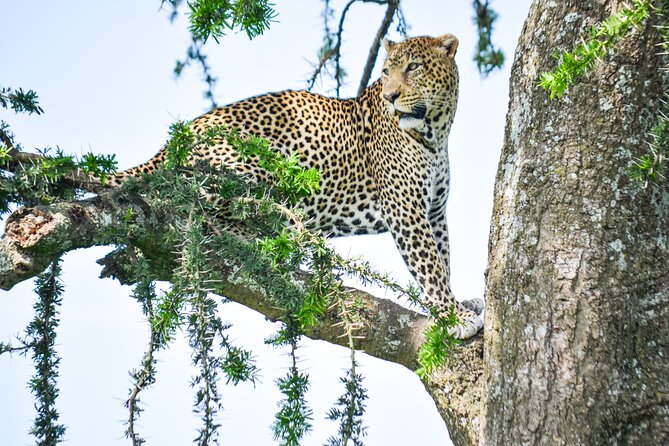 5 Day Private Lodge & Camping Tour of Tarangire, Serengeti & Ngorongoro Crater - Day 5 Ngorongoro Crater, full-day wildlife density and a crater-floor picnic