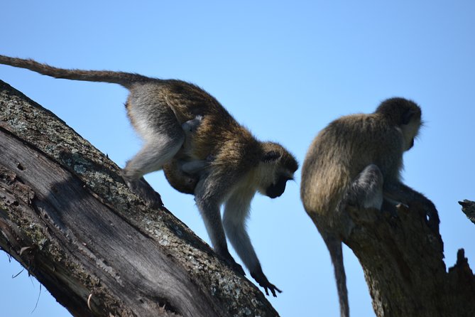 5 Day Private Lodge & Camping Tour of Tarangire, Serengeti & Ngorongoro Crater - Day 1 Tarangire National Park, river elephants and golden savannah