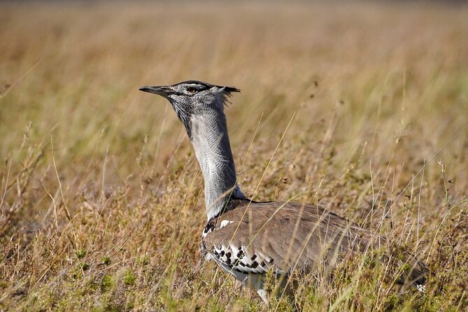 5-Day Private midrange Tour in Arusha with Airport Pickup - Key safari highlights you should care about