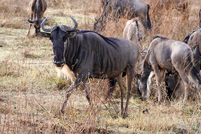 5-Day Private midrange Tour in Arusha with Airport Pickup - Day 2 at Lake Manyara: flamingos in season and a hippo pond to watch