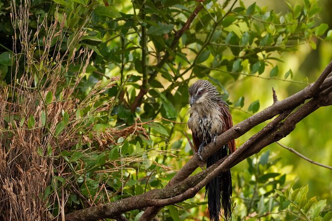 5-Day Private midrange Tour in Arusha with Airport Pickup - Day 4: early Serengeti drive, coffee breaks, then Ngorongoro overnight