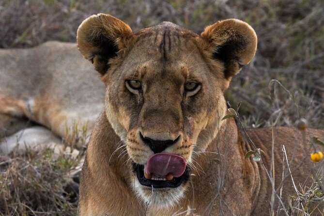 5-Day Private midrange Tour in Arusha with Airport Pickup - Day 5 in Ngorongoro crater: the 600-meter descent and predator odds