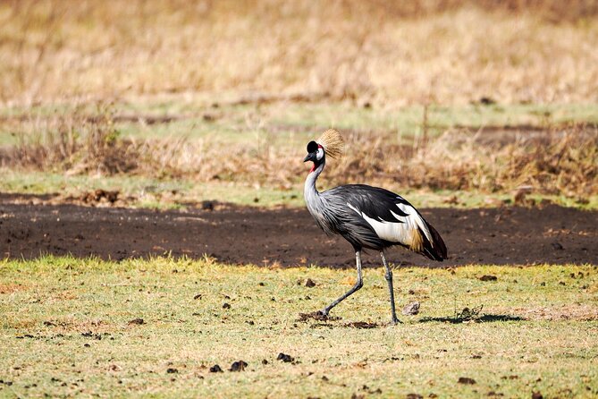 5-Day Private midrange Tour in Arusha with Airport Pickup - Midrange comfort and full board: what the food and lodging rhythm means