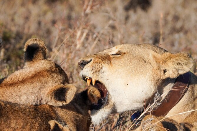 5-Day Private midrange Tour in Arusha with Airport Pickup - Day 1 in Tarangire: elephants, baobabs, and your first big sightings