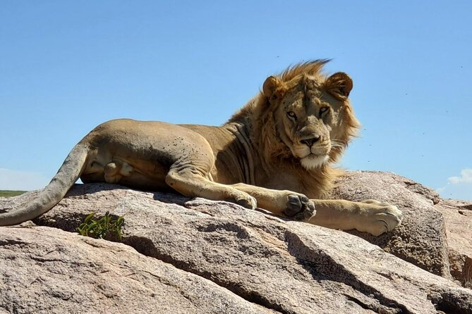 5-Day Private Safari in The Serengeti with Accommodation - Serengeti National Park: full-day game viewing with migration season context