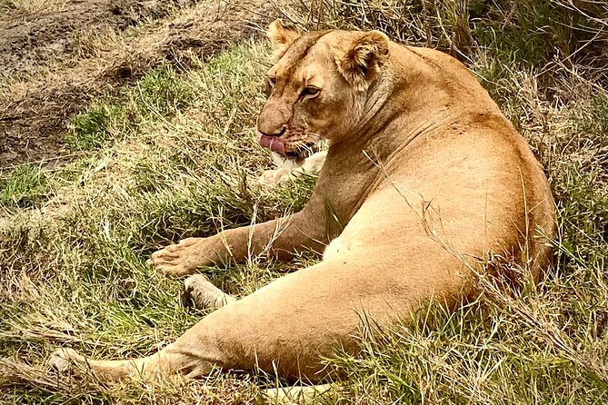 5-Day Private Safari in The Serengeti with Accommodation - Ngorongoro Crater: why this is the one-day Big Five stop