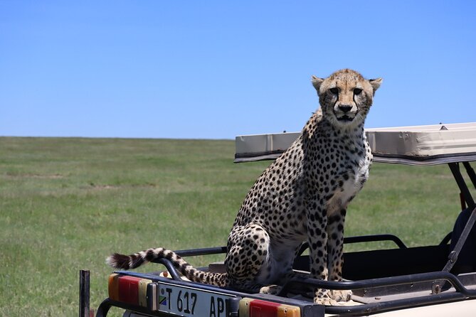 5-Day Private Safari in The Serengeti with Accommodation - Accommodation and meals: what the included food really buys you