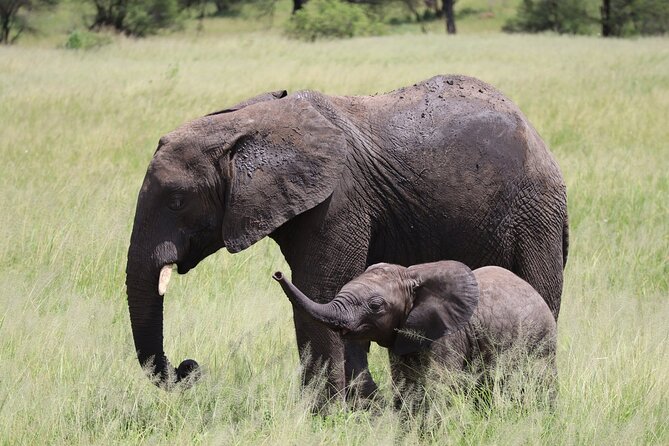 5-Day Private Safari in The Serengeti with Accommodation - Optional Masai village visit: a culture add-on with the right mindset