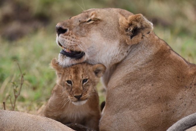 5-Day Private Safari Tour in Northern Tanzania - Key highlights to know before you go