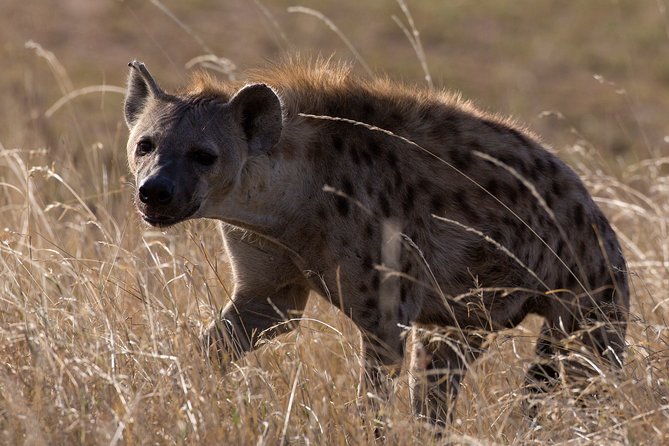 5-Day Private Safari Tour in Northern Tanzania - Ngorongoro Conservation Area and Crater: the Big Five on one drive