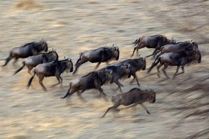 5-Day Private Safari Tour in Northern Tanzania - Your private guide: why it can feel different than a bus safari