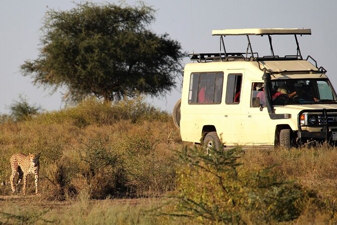 5-Day Private Safari Tour in Tanzania's Wildlife - Day 5 Lake Manyara and a Maasai Boma Stop: Hot Springs, Baboons, and Lions in the Trees