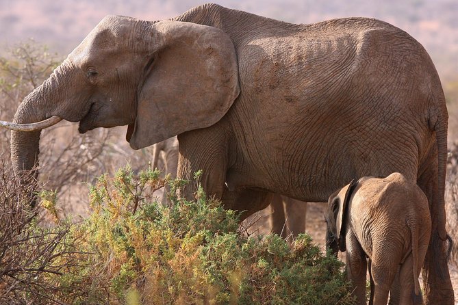 5 day safari Tarangire Serengeti and Ngorongoro crater - Key safari takeaways