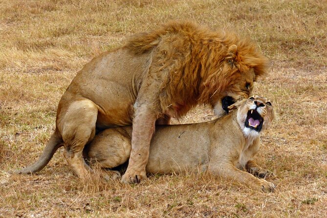 5 day safari Tarangire Serengeti and Ngorongoro crater - Arusha departure to Tarangire National Park: acacia trees, baobabs, and elephant herds