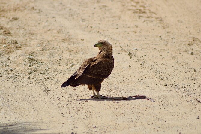 5 day safari Tarangire Serengeti and Ngorongoro crater - Morning game drive plus the route to Ngorongoro Conservation Area