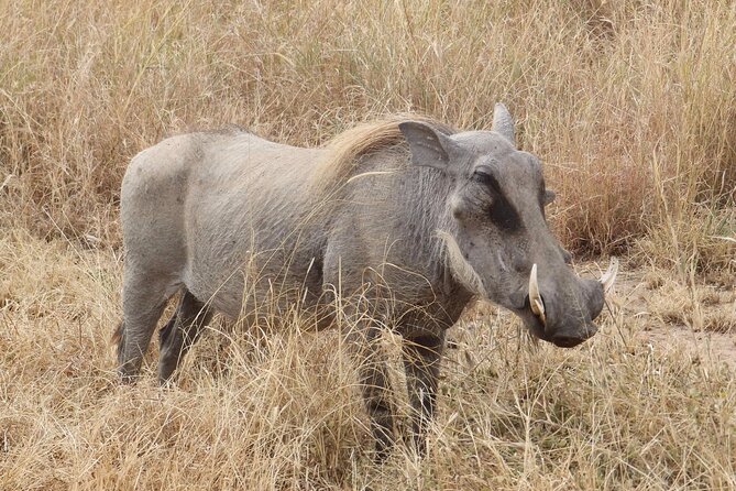 5 day safari Tarangire Serengeti and Ngorongoro crater - Your guides and why their eyes matter on this route