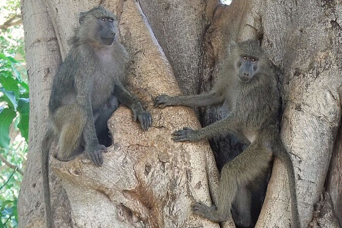 5 day safari Tarangire Serengeti and Ngorongoro crater - Private group comfort, vehicle time, and the reality of a 5-day pace