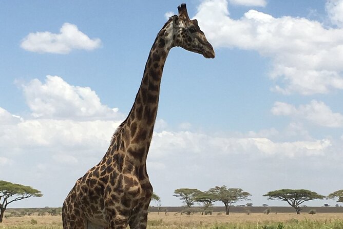 5 day safari Tarangire Serengeti and Ngorongoro crater - Serengeti transfer through Karatu and the Ngorongoro Conservation Area