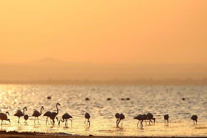 5 Day: Scenic Northern Circuit Safari - Lake Manyara National Park: acacia forest, baboons, and lake animals