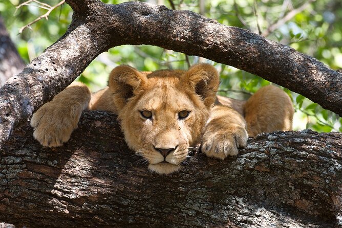 5 Day: Scenic Northern Circuit Safari - Ngorongoro crater days 4 and 5: sunrise, descent, and a full route back to Arusha