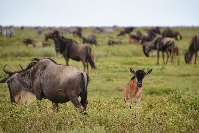 5 Day Serena Luxury Tanzania Safari - Where this 5-day Tanzania route makes sense