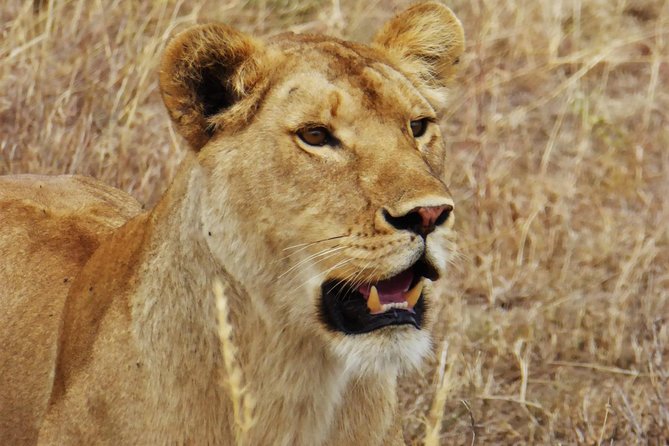 5 Day Serena Luxury Tanzania Safari - Serengeti day 2: migration hunting and predator timing