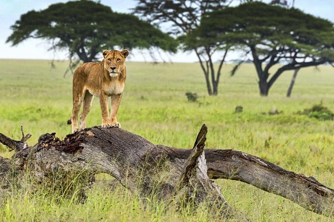 5 Day Serena Luxury Tanzania Safari - Starting in Arusha: meeting point, timing, and comfort