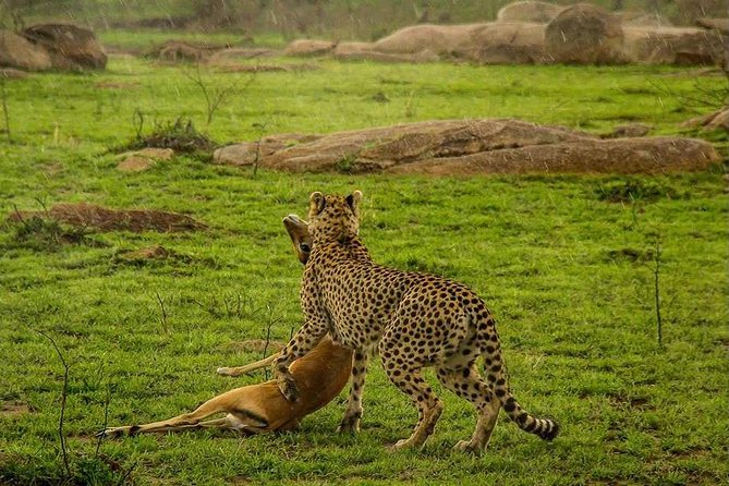 5 Day Serengeti Luxury Safari - Ngorongoro crater descent: 600 meters down, then Lake Magadi and predators
