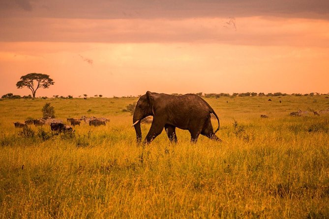 5 Day Serengeti Luxury Safari - Lodges, meals, and the comforts that make long safari days easier