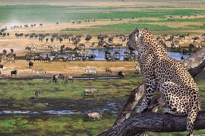 5 Day Serengeti Luxury Safari - Who this safari suits best, and who might want a different style