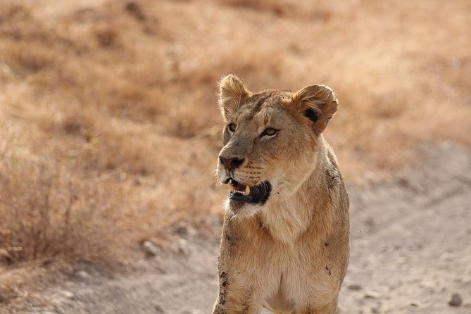 5 Day Serengeti, Tarangire, & Ngorongoro & Manyara Grass Root Safari. - Day 1, Arusha to Tarangire: elephants, river life, and your first wildlife check