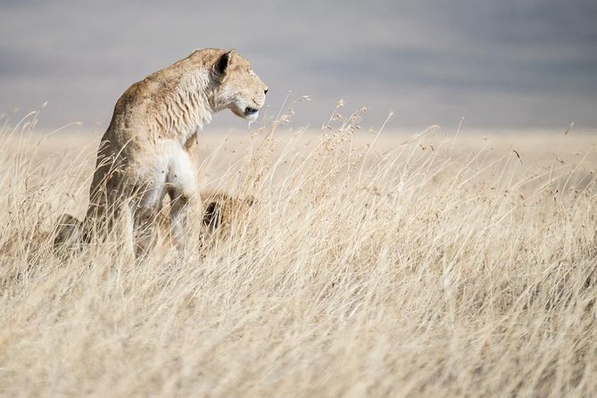 5 Day Serengeti, Tarangire, & Ngorongoro & Manyara Grass Root Safari. - Day 5, Lake Manyara: flamingos, monkeys, and a calmer close