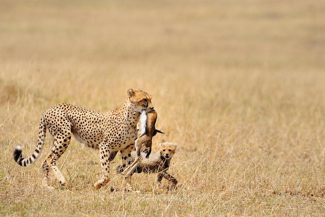 5 Day Serengeti, Tarangire, & Ngorongoro & Manyara Grass Root Safari. - Day 2, Ngorongoro Conservation Area views into Serengeti: the journey sets the mood