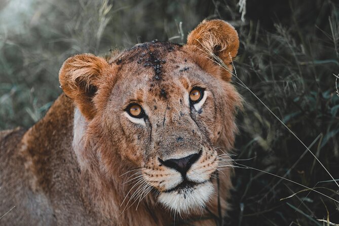 5 Day Tanzania Safari - Key highlights worth circling