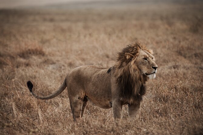 5 Day Tanzania Safari - Day 1 in Tarangire: start early, spot fast