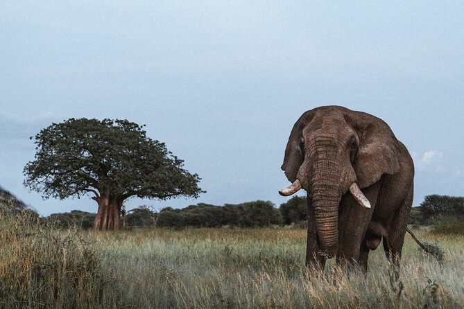 5 Day Tanzania Safari - Day 2 at Ngorongoro Crater: one stop, huge concentration