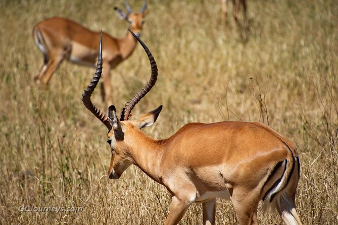 5 Days / 4 Nights Join group safari - Why the Northern Circuit Route Works From Arusha