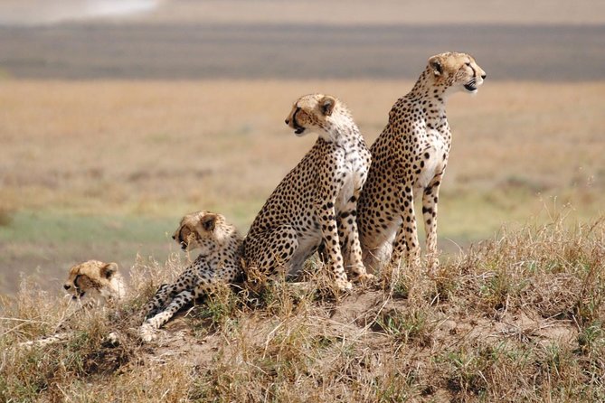 5 Days / 4 Nights Join group safari - The Guide Factor: Communication, Safety, and Arusha Hospitality