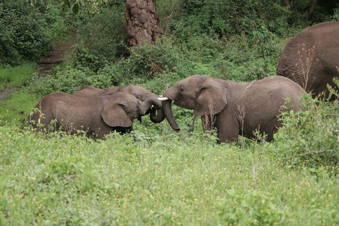 5 Days / 4 Nights Join group safari - Serengeti Days: Where the Scale Becomes Real